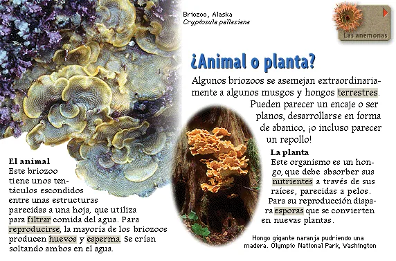 ¿Animal o planta?