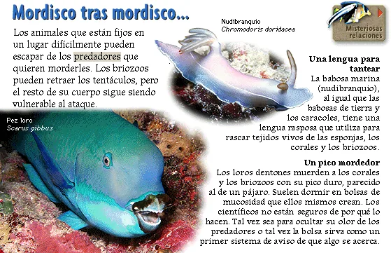 Mordisco tras mordisco...