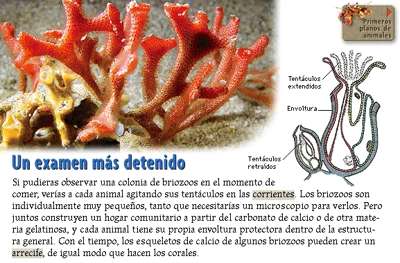 Un examen más detenido