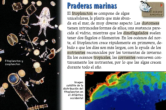 Praderas marinas