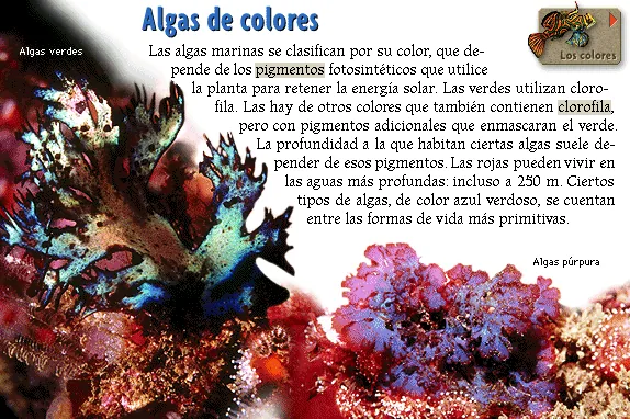 Algas de colores