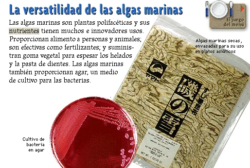La versatilidad de las algas marinas
