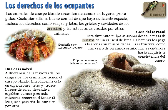 Los derechos de los ocupantes