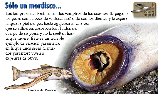 Sólo un mordisco...