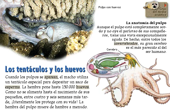 Los tentáculos y los huevos