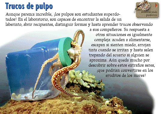 Trucos de pulpo