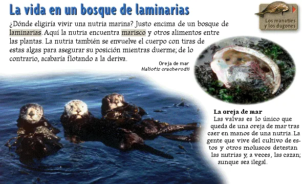 La vida en un bosque de laminarias