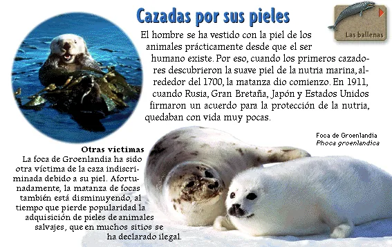 Cazadas por sus pieles