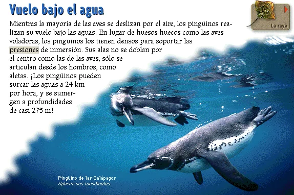 Vuelo bajo el agua