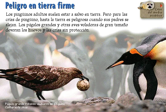 Peligro en tierra firme