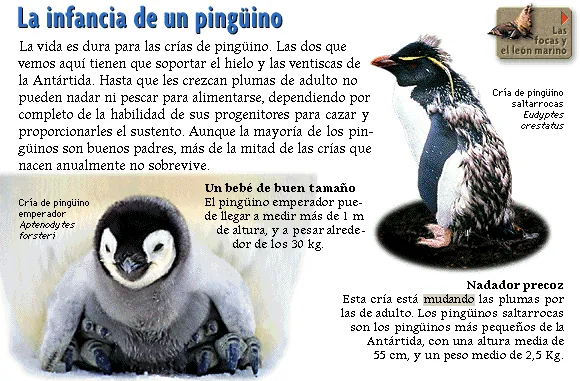 La infancia de un pingüino