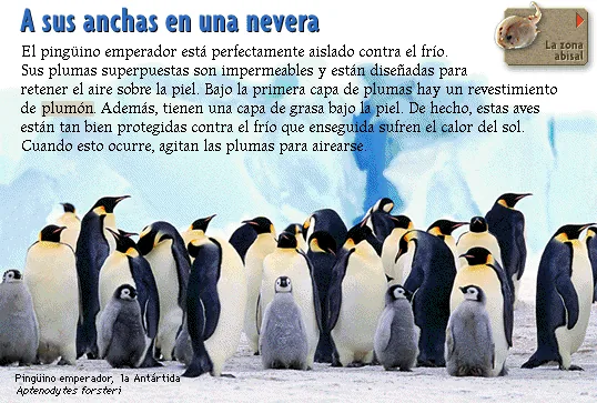 A sus anchas en una nevera