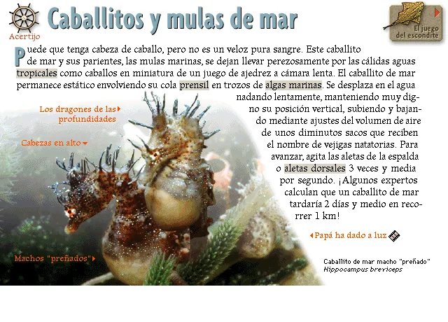 Caballitos y mulas de mar