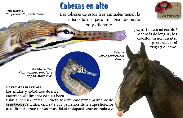 Cabezas en alto