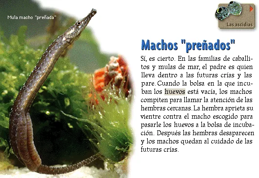Machos "preñados"