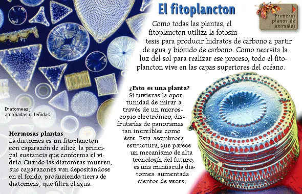 El fitoplancton