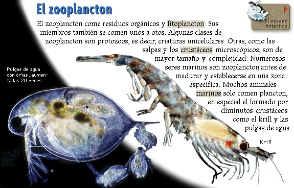 El zooplancton
