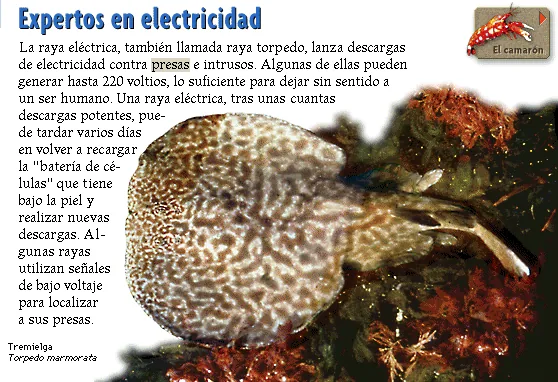 Expertos en electricidad