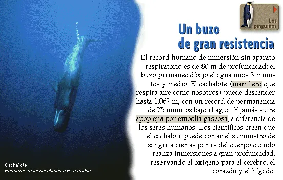 Un buzo de gran resistencia