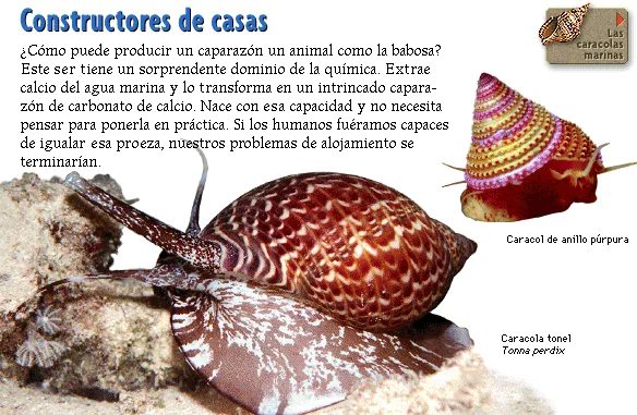 Constructores de casas