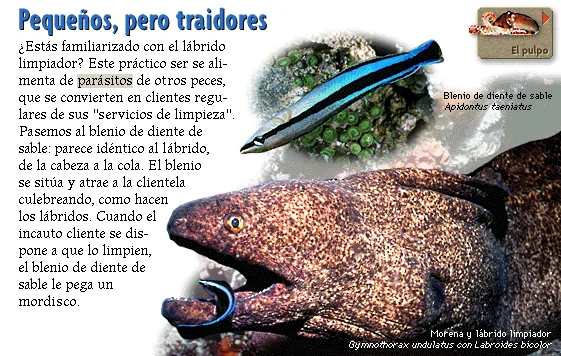 Pequeños, pero traidores
