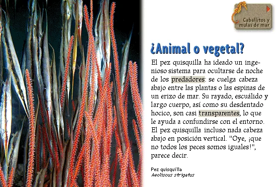 ¿Animal o vegetal?