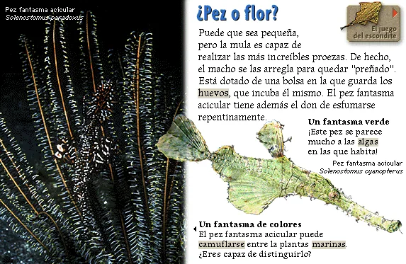 ¿Pez o flor?