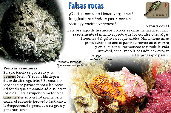 Falsas rocas