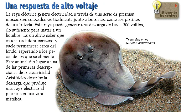 Una respuesta de alto voltaje