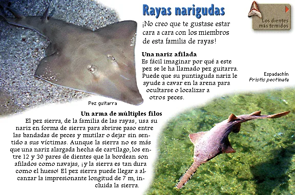 Rayas narigudas