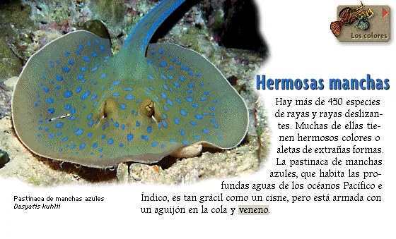Hermosas manchas