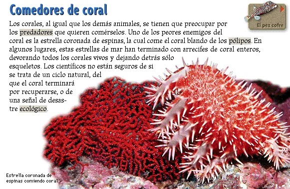 Comedores de coral
