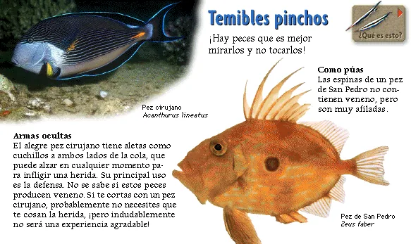 Temibles pinchos