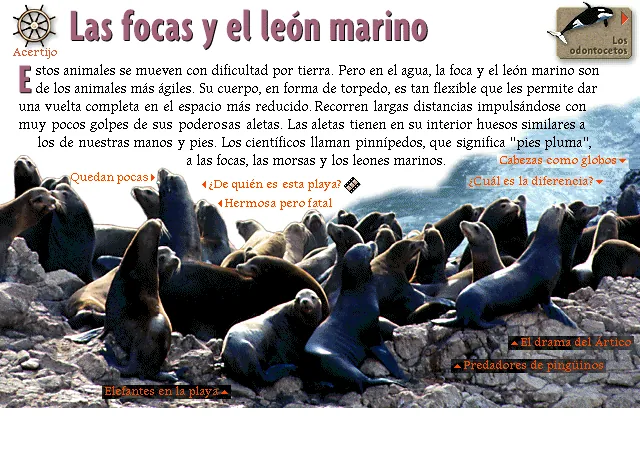 Las focas y el león marino