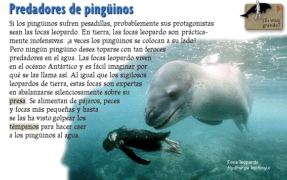 Predadores de pingüinos