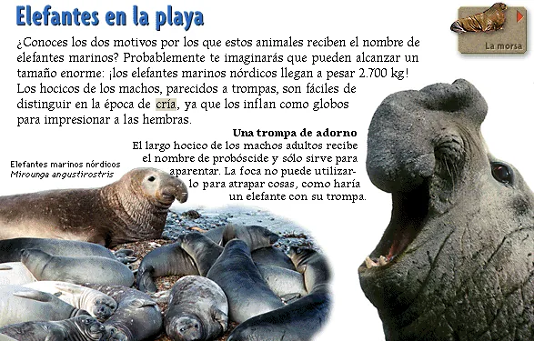 Elefantes en la playa