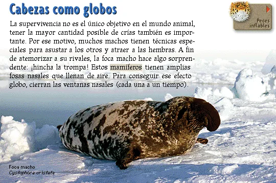 Cabezas como globos