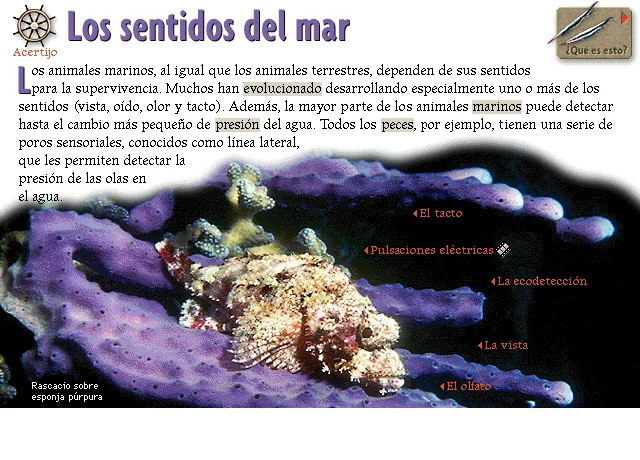 Los sentidos del mar