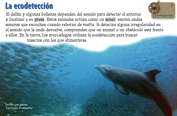 La ecodetección