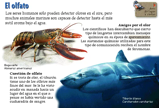 El olfato