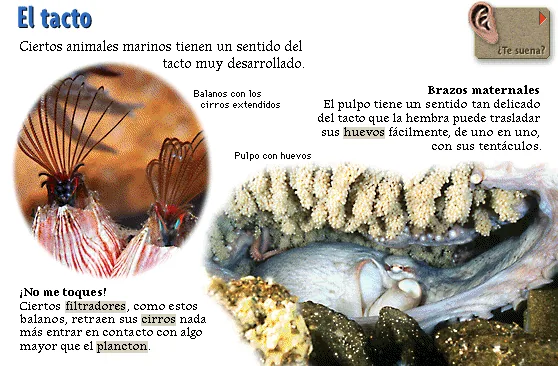 El tacto