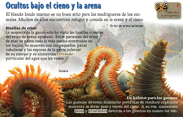 Ocultos bajo el cieno y la arena