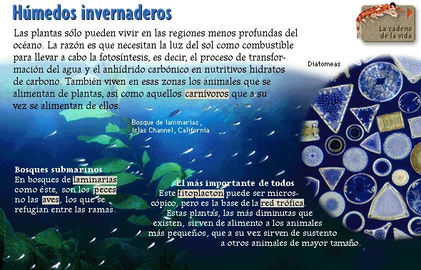 Húmedos invernaderos