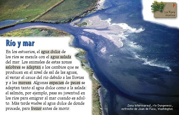 Río y mar