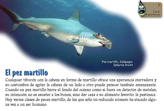 El pez martillo