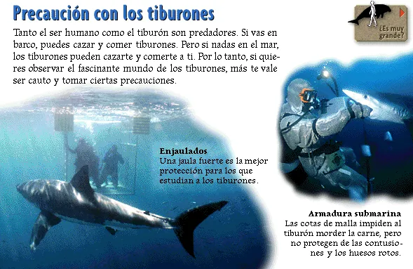 Precaución con los tiburones