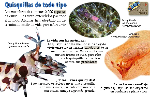 Quisquillas de todo tipo