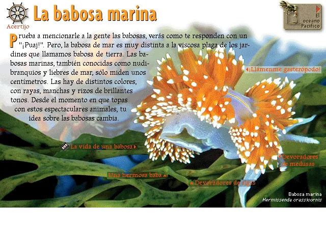 La babosa marina