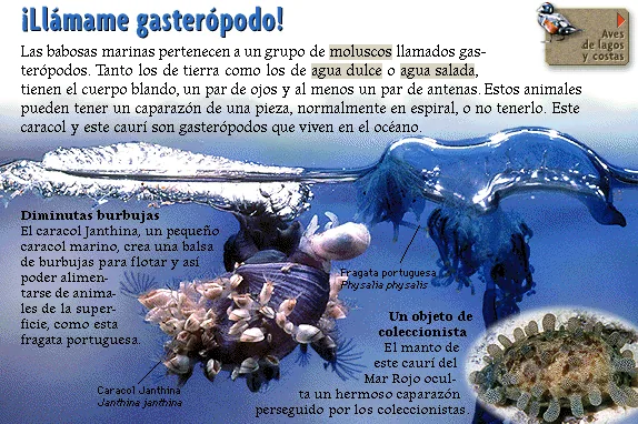 ¡Llámame gasterópodo!