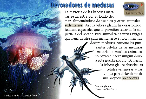 Devoradores de medusas